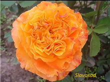 Orange Reeva (Оранж Ріва) (Мультифлора)
